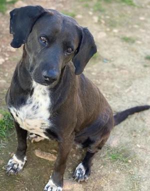 Hailey, geb. ca. 06 2015, lebt in GRIECHENLAND, auf einem Gelände, notdürftig versorgt Bild 4