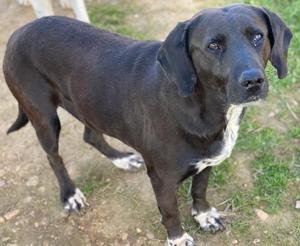 Hailey, geb. ca. 06 2015, lebt in GRIECHENLAND, auf einem Gelände, notdürftig versorgt Bild 6