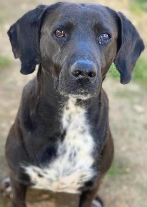 Hailey, geb. ca. 06 2015, lebt in GRIECHENLAND, auf einem Gelände, notdürftig versorgt Bild 7