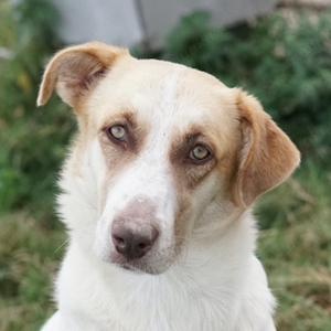 Evi, geb. ca. 06 2020, lebt in GRIECHENLAND, im städt. Tierheim Serres