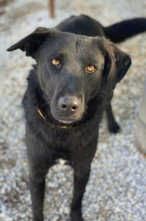 Dakar, geb. ca. 01 2019, lebt in GRIECHENLAND, im städt. Tierheim Serres Bild 7
