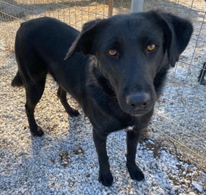 Dakar, geb. ca. 01 2019, lebt in GRIECHENLAND, im städt. Tierheim Serres Bild 3