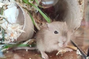 zahme Gerbil mongolische Wüstenrennmaus Rennmaus Baby Jungtiere Weibchen + Männchen Tolle Farben 