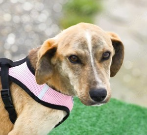 PINO - durch und durch ein hübsches Kerlchen  Bild 5