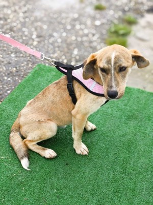 PINO - durch und durch ein hübsches Kerlchen  Bild 10