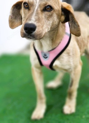 PINO - durch und durch ein hübsches Kerlchen  Bild 4