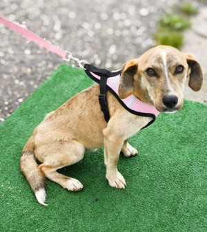 PINO - durch und durch ein hübsches Kerlchen  Bild 7