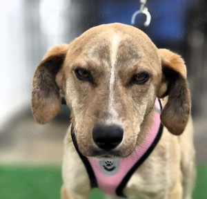 PINO - durch und durch ein hübsches Kerlchen  Bild 3