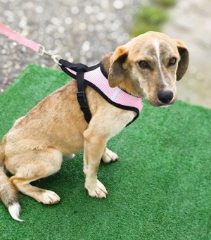 PINO - durch und durch ein hübsches Kerlchen  Bild 8