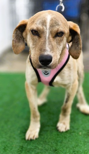 PINO - durch und durch ein hübsches Kerlchen  Bild 6