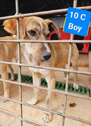 PINO - durch und durch ein hübsches Kerlchen  Bild 9