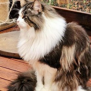Deckkater Maine Coon mit Stammbaum  Bild 8