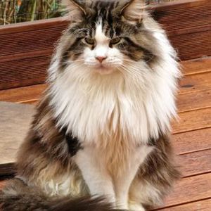 Maine Coon Deckkater mit Stammbaum ( kein Verkauf)