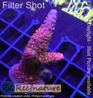 Acropora Red Robin, Staghorn ROT