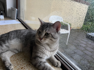 Netter Kater sucht neues zuhause 