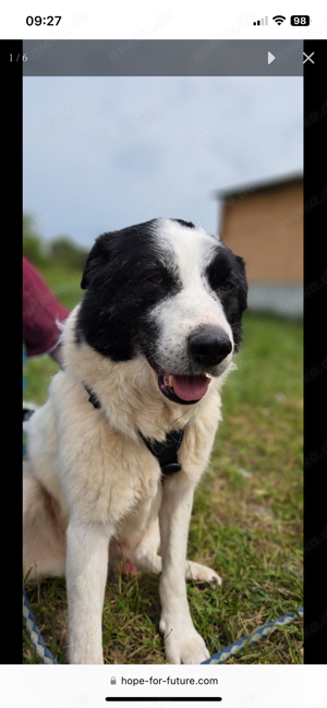 Floyd ist ein Traumbegleiter und hofft auf eine Chance