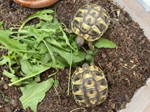 Griechische Landschildkröten NZ 2023