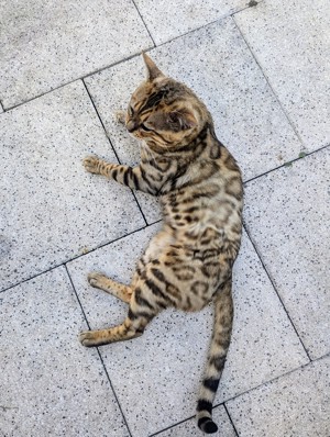 Bengal Kater Deckkater 