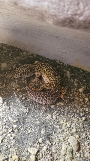 Leopardgecko giant Männchen