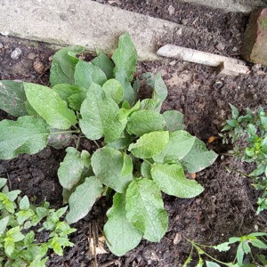 Lungenkraut Pulmonaria