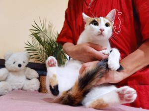 verspielte und verschmuste Katze Zizi sucht ein Zuhause mit Artgenossen