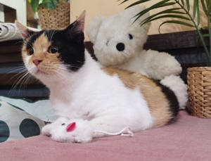 liebe und verschmuste Katze Suzi sucht ein schönes Zuhause mit Artgenossen