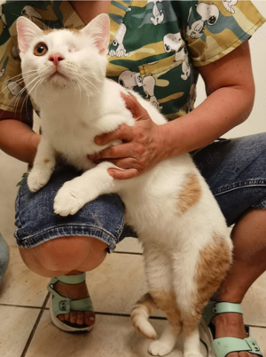 liebesbedürftiger junger Kater Cris sucht ein tolles Zuhause