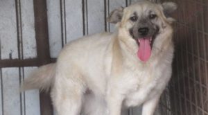 Marou ist eine liebe Knuschkugel