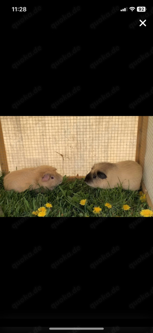 2 Meerschweinchen zu verschenken