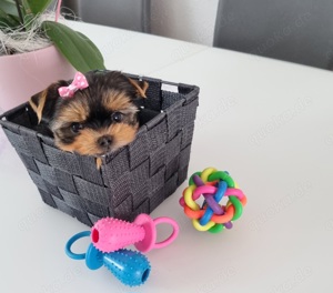 Yorkshire Terrier Welpen  reinrassig 