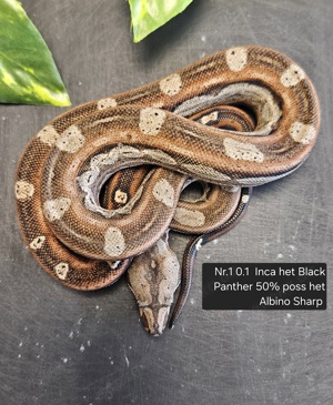 5.3 Boa Imperator Inca + CA Motley + Black Panther + poss het Albino vom 5.24