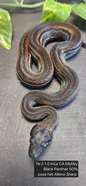 5.3 Boa Imperator Inca + CA Motley + Black Panther + poss het Albino vom 5.24