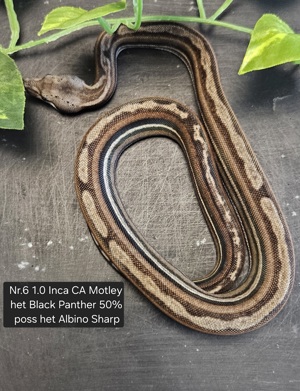 5.3 Boa Imperator Inca + CA Motley + Black Panther + poss het Albino vom 5.24