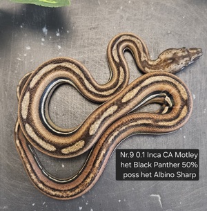 5.3 Boa Imperator Inca + CA Motley + Black Panther + poss het Albino vom 5.24