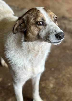 Lenny K ca. 47 cm   der liebe Charmeur