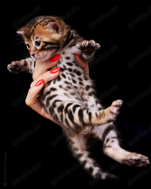 Wunderschöne Bengalkitten von Champions!