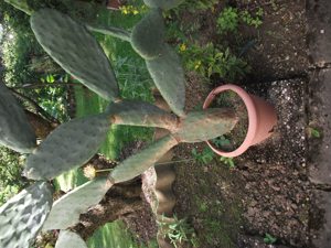 Pflanze, Kaktus, Opuntie