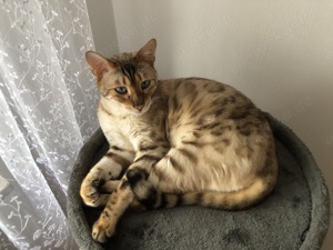 Bengal Kater sucht liebevolles Zuhause 