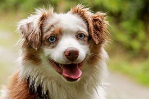 Mini Aussie Deckrüde (Miniature Australian Shepherd) 