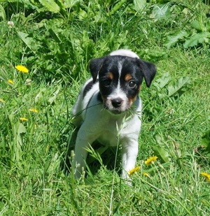 Parson Russell Terrier Welpen 