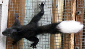 Gebe junge Eichhörnchen Böcke von 2024 in schwarz mit weißen ring im Schwanz ab