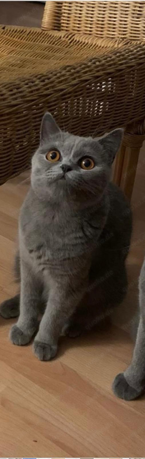 british kurzhaar kitten  Bild 5