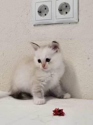 Ragdoll Kitten suchen neues Zuhause