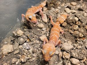 Underwoodisaurus husbandi Östlicher Australischer Dickschwanzgecko i Albino abzugeben  Bild 2