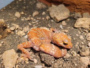 Underwoodisaurus husbandi Albino Dickschwanzgecko  Bild 3