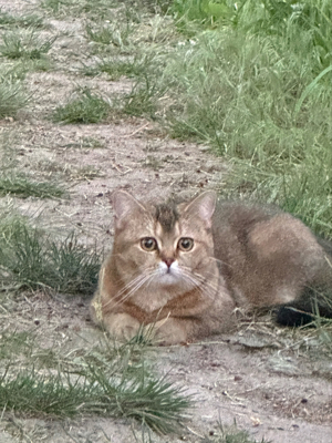 BKH Katze abzugeben 