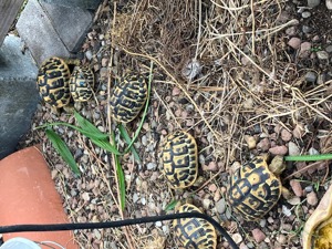 Griechische Landschildkröten THH