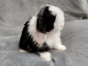 Original Mini lop Kaninchen Babys zu Abgabe 