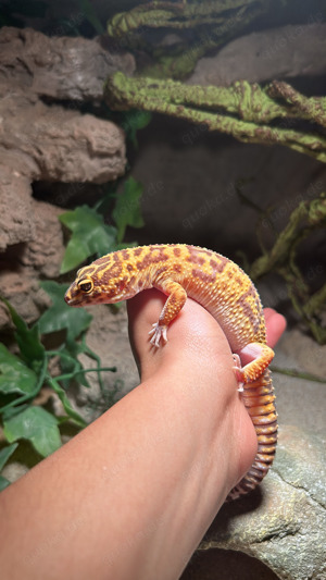 Leopardgeckos suchen ein schönes Zuhause 