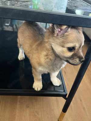 Chihuahua Zwergspitzmix welpen